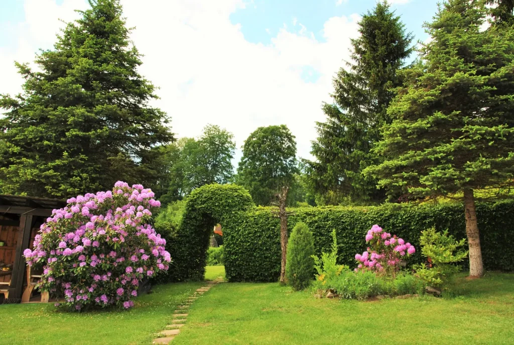 Garten mit Rhododendron und Fichten